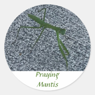 Priez Mantis marchant sur le trottoir Stickers d'i