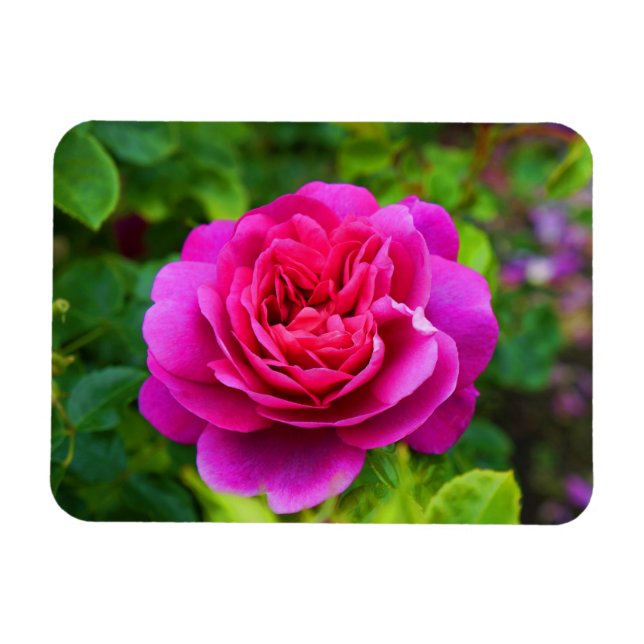Princesse Anne Rose #1 Magnet (Horizontal)