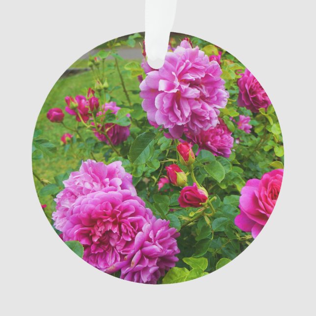 Princesse Anne Rose #2-2 Ornement (devant)