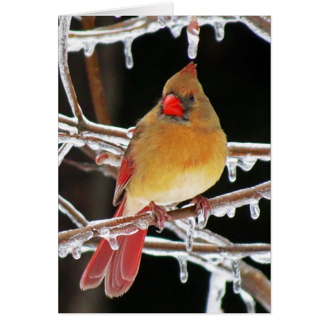 Princesse de glace - Femme Cardinal Bird (Devant)