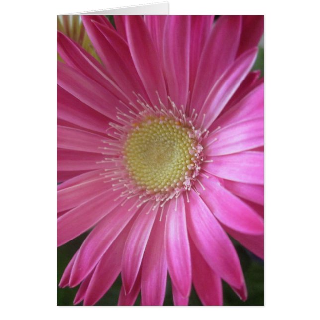 Princesse rose de marguerite (Devant)