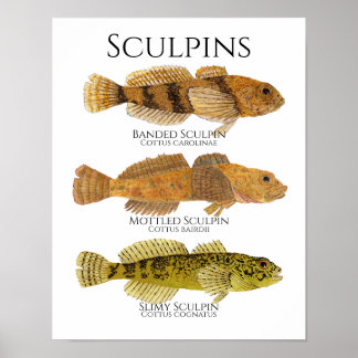 Print, Value Poster Paper (Matte)