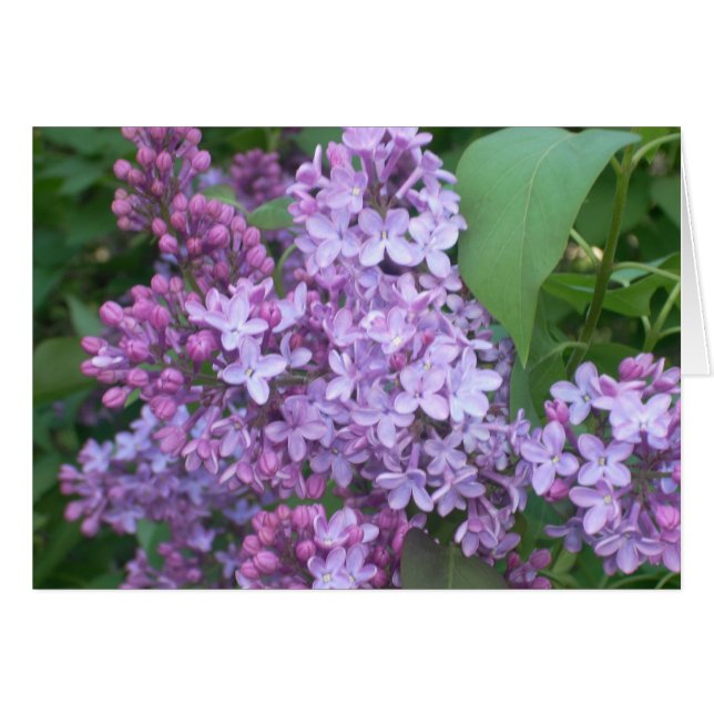 Printemps 4 (Devant horizontal)