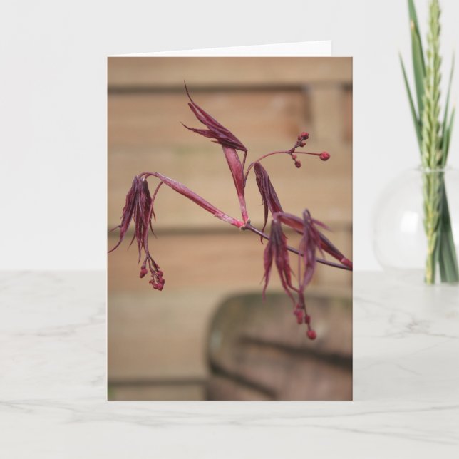 Printemps avec carte de voeux Feuilles Maples (Devant)