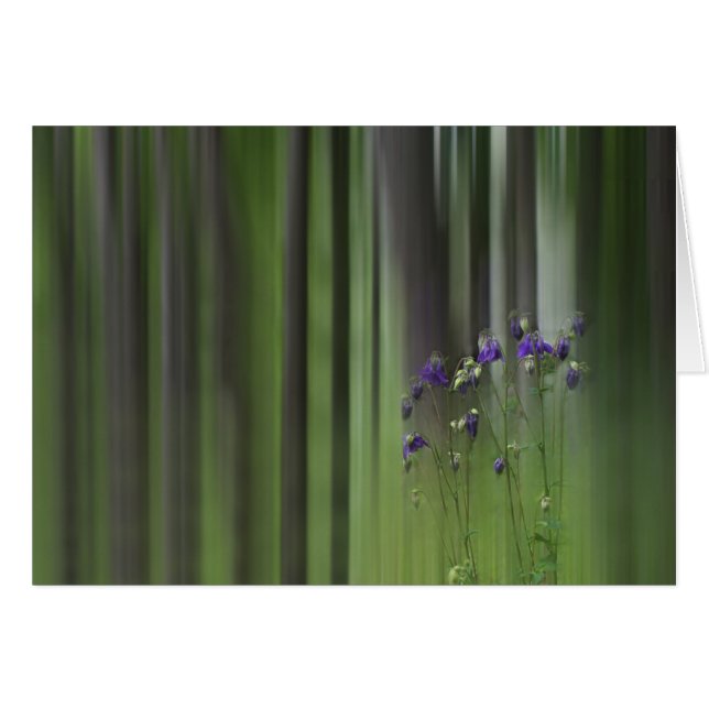 Printemps Columbine (Devant horizontal)