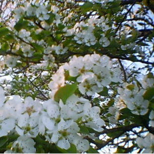 Printemps en fleur toile étirée