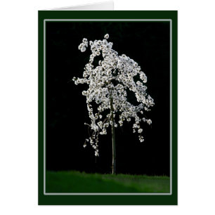 Printemps en fleurs