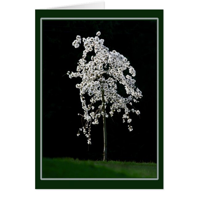 Printemps en fleurs (Devant)