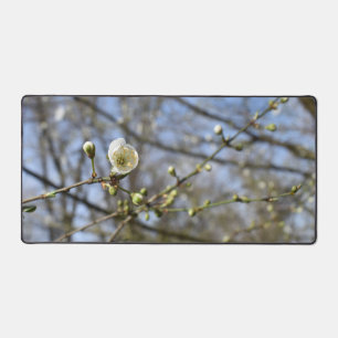 Printemps éveil, carte de fleurs de cerisier sauva