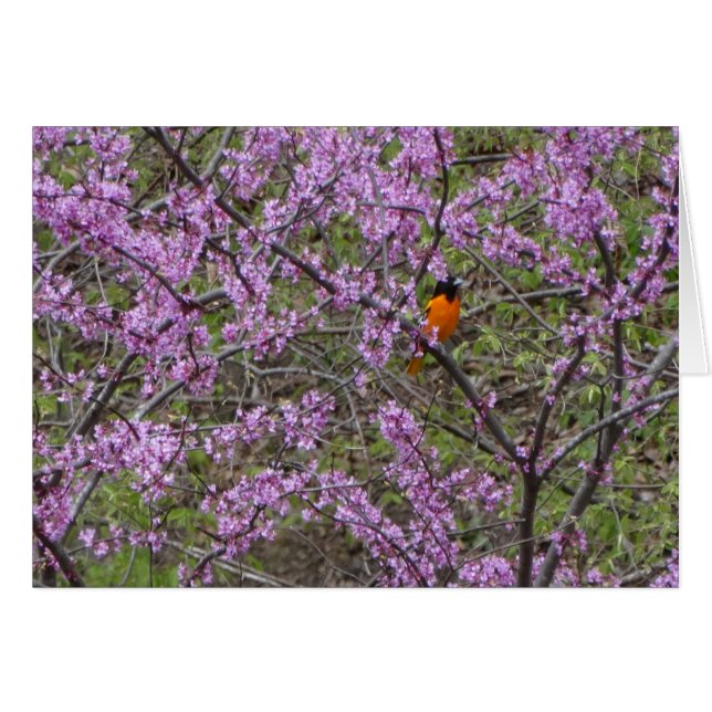 Printemps, loriot dans l'arbre de Redbud (Devant horizontal)
