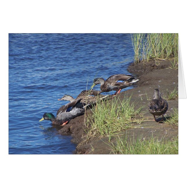Procession de canard (Devant Horizontal)