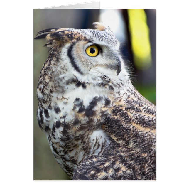 Profil de la chouette à grande corne (Devant)