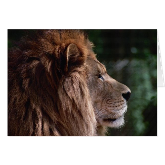 profil lion (Devant horizontal)