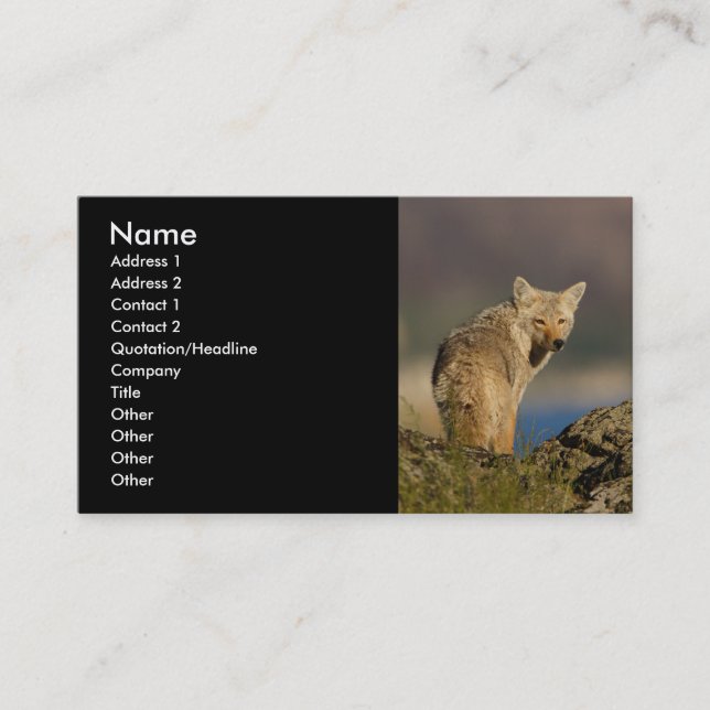 profil ou carte de visite, coyote (Devant)