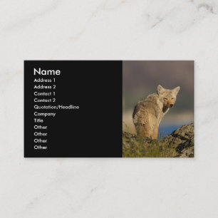 profil ou carte de visite, coyote