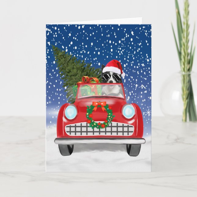 Programme Border Collie  Chien Conduisant une Voiture Dans l (Devant)
