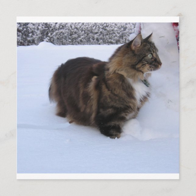 Programme chat de la forêt norvégienne dans la neige (Devant)