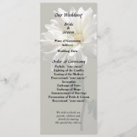 Une Marguerite Blanche