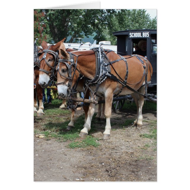 Projet de Mules à un festival agricole de l'Iowa (Devant)