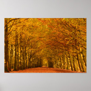 Promenade à travers la forêt en automne poster