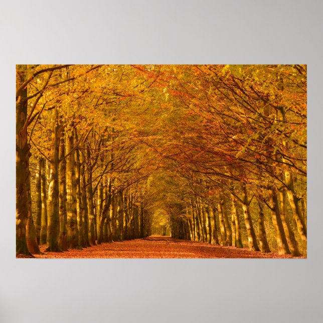 Promenade à travers la forêt en automne poster (Devant)