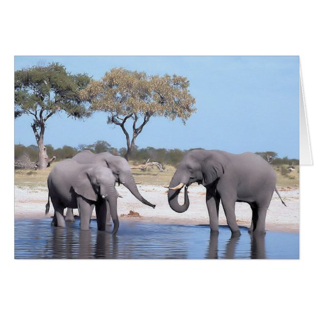 Promenade du côté sauvage - éléphants (Devant horizontal)