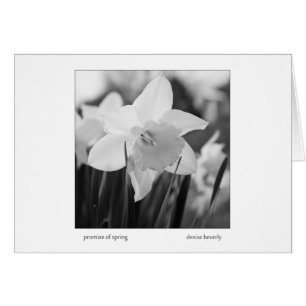 promesse daffodil jonquil printemps noir et blanc
