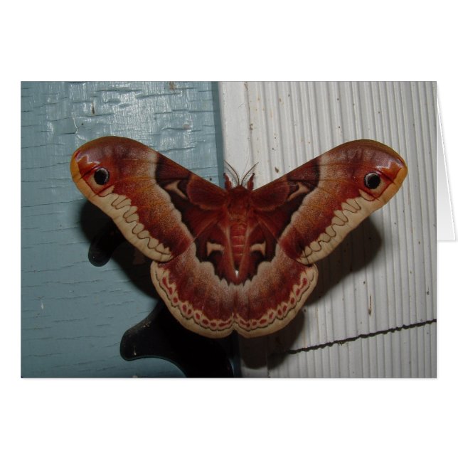 Promethea Moth (Devant horizontal)