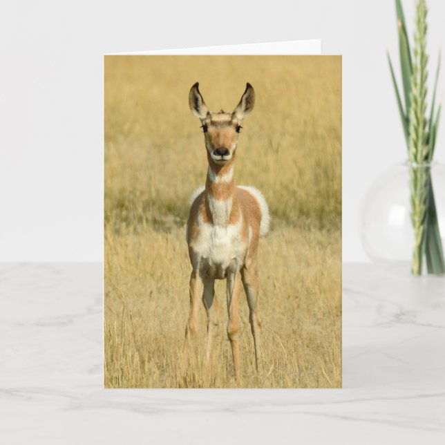 Pronghorn Carte pour notes (Devant)