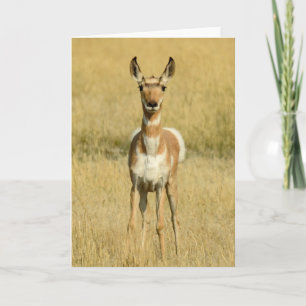 Pronghorn Carte pour notes