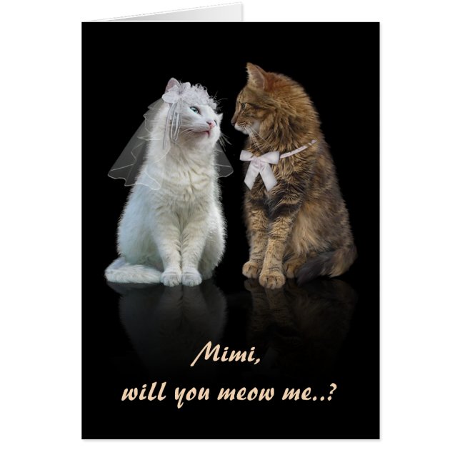 Proposition pour les amoureux des chats (Devant)