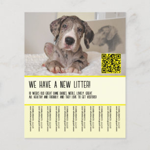 Prospectus 11,4 Cm X 14,2 Cm Affiche de vente de chiots Dogue Allemand