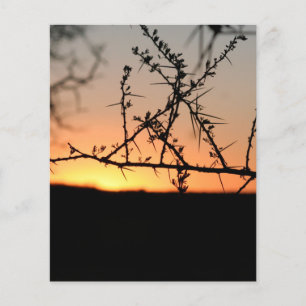 Prospectus 11,4 Cm X 14,2 Cm African sunset