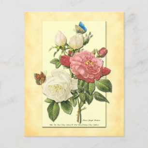Prospectus 11,4 Cm X 14,2 Cm Blanc rose Vintage Roses Modèle de circulaire