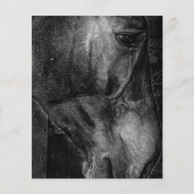 Prospectus 11,4 Cm X 14,2 Cm Cheval | Toile équestre (Devant)