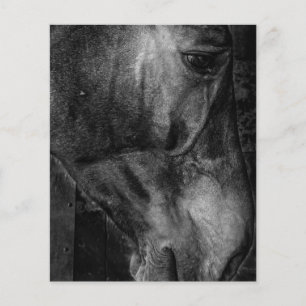 Prospectus 11,4 Cm X 14,2 Cm Cheval   Toile équestre