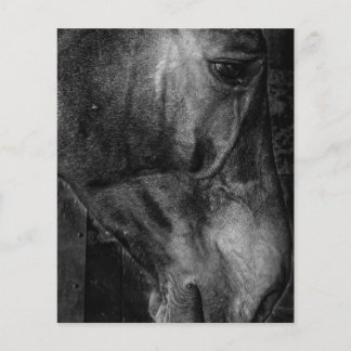 Prospectus 11,4 Cm X 14,2 Cm Cheval | Toile équestre