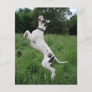 Prospectus 11,4 Cm X 14,2 Cm Chien de fête
