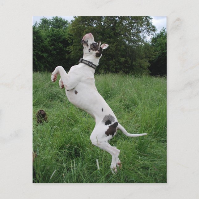 Prospectus 11,4 Cm X 14,2 Cm Chien de fête (Devant)