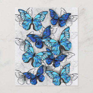Prospectus 11,4 Cm X 14,2 Cm Composition des papillons blancs et bleus