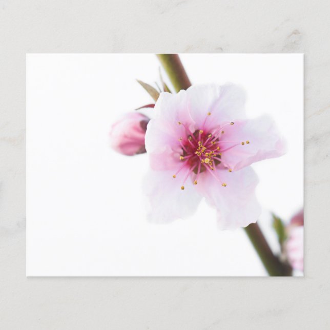 Prospectus 11,4 Cm X 14,2 Cm Fleur rose pâle (Devant)