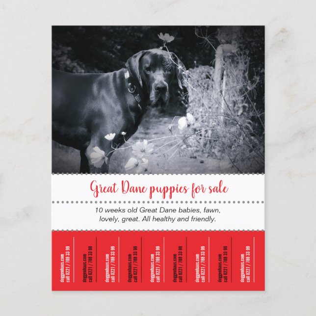 Prospectus 11,4 Cm X 14,2 Cm Flyer de vente de chiots (Devant)