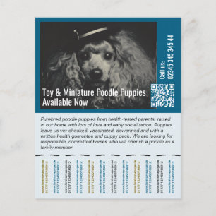 Prospectus 11,4 Cm X 14,2 Cm Flyer pour vendre des chiots