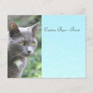 Prospectus 11,4 Cm X 14,2 Cm Kitty gris avec bleu