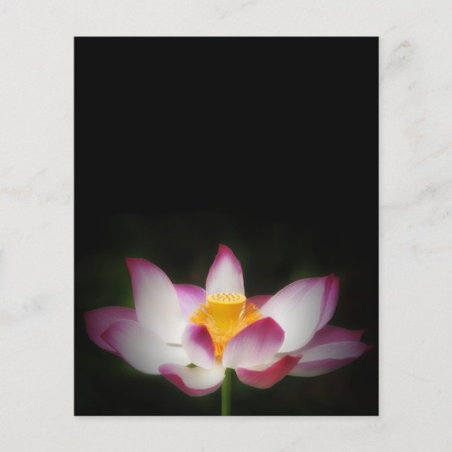 Prospectus 11,4 Cm X 14,2 Cm Lotus Flower Photographie Super Yoga Om Cadeau! (Devant)