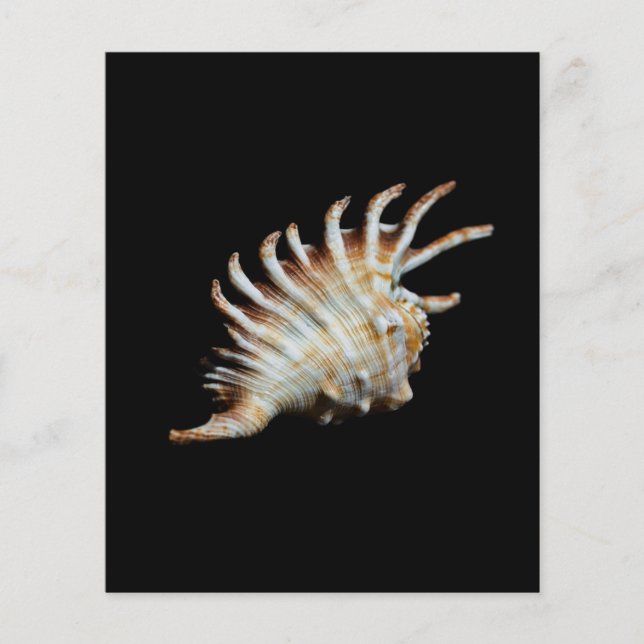 Prospectus 11,4 Cm X 14,2 Cm Mambeda Lambis Shell Spider (Devant)