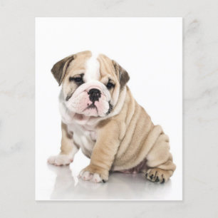 Prospectus 11,4 Cm X 14,2 Cm Mignonne Chien-taupe Chien Triste