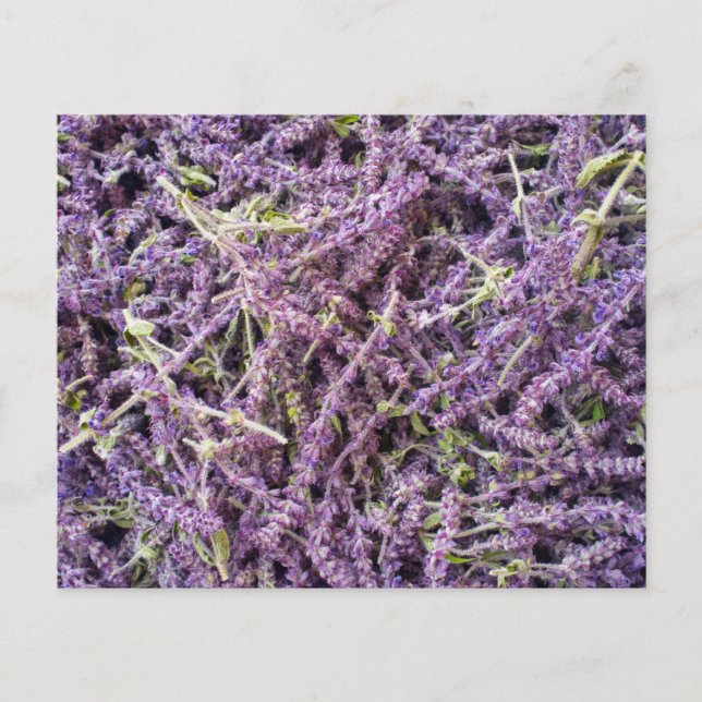 Prospectus 11,4 Cm X 14,2 Cm Motif de fleurs de lavande (Devant)