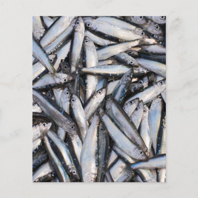 Prospectus 11,4 Cm X 14,2 Cm Pêche au poisson frais - ingrédients alimentaires. (Devant)