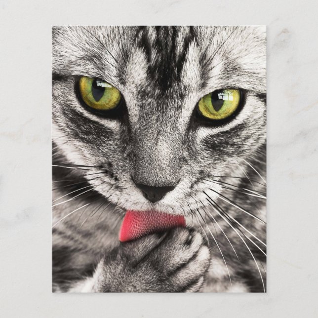 Prospectus 11,4 Cm X 14,2 Cm Portrait de chat (Devant)